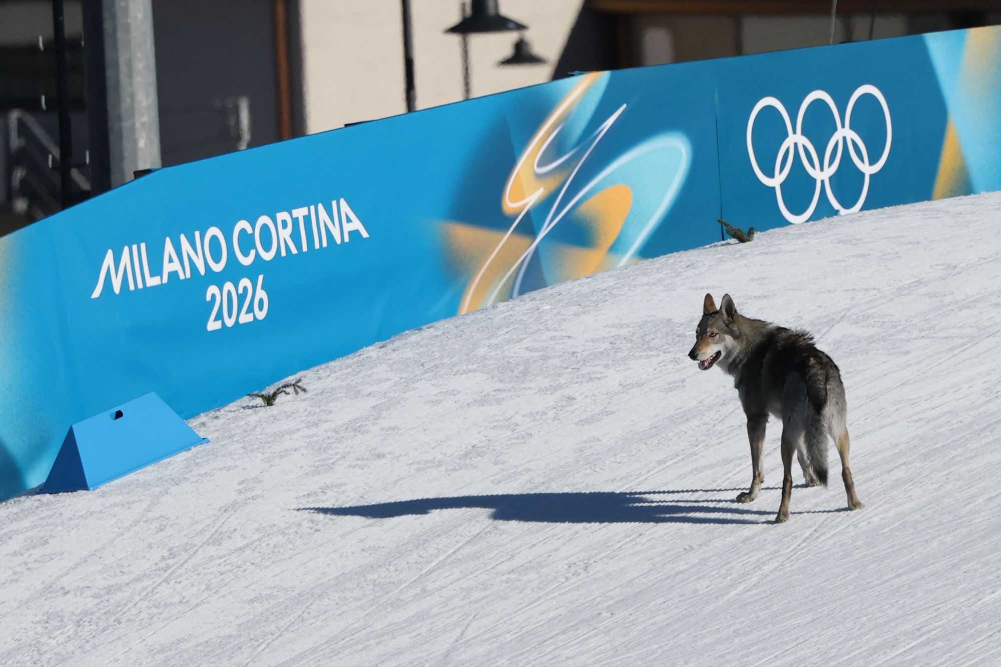 A dog – reportedly a Czechoslovakian wolfdog – wanders onto the ski trail during the women's team cross country free sprint qualification event at Tesero Cross-Country Skiing Stadium in Lago di Tesero (Val di Fiemme) on February 18.