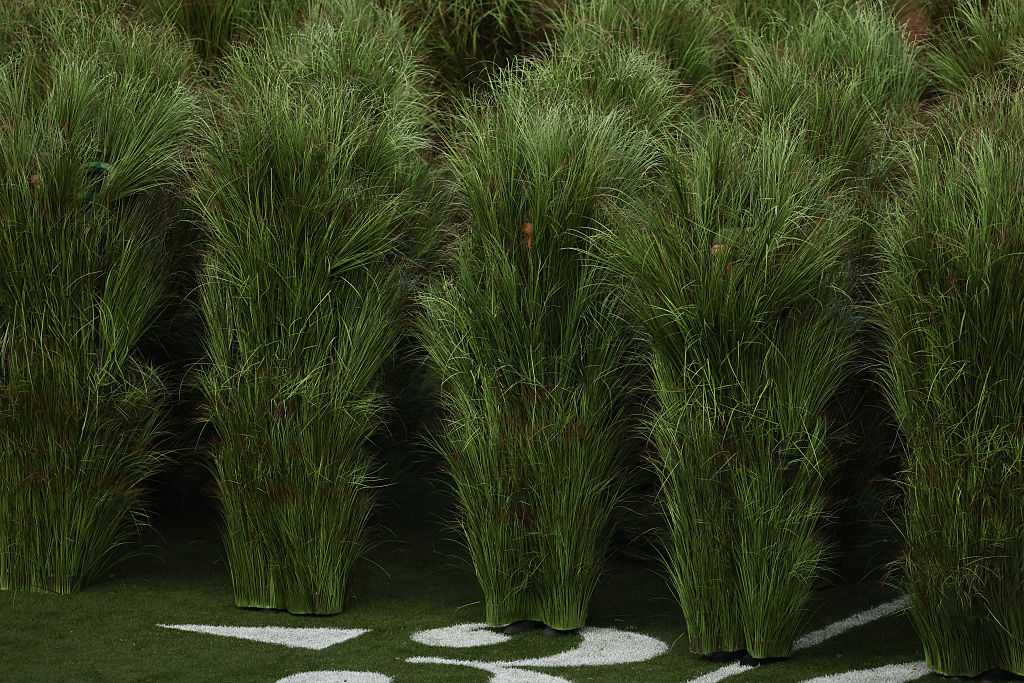 Performers dressed as Sugarcane grass step on stage for Puerto Rican singer Bad Bunny performance during Super Bowl LX Patriots vs Seahawks Apple Music Halftime Show at Levi&amp;apos;s Stadium in Santa Clara, California on February 8, 2026. (Photo by Patrick T. Fallon / AFP via Getty Images)