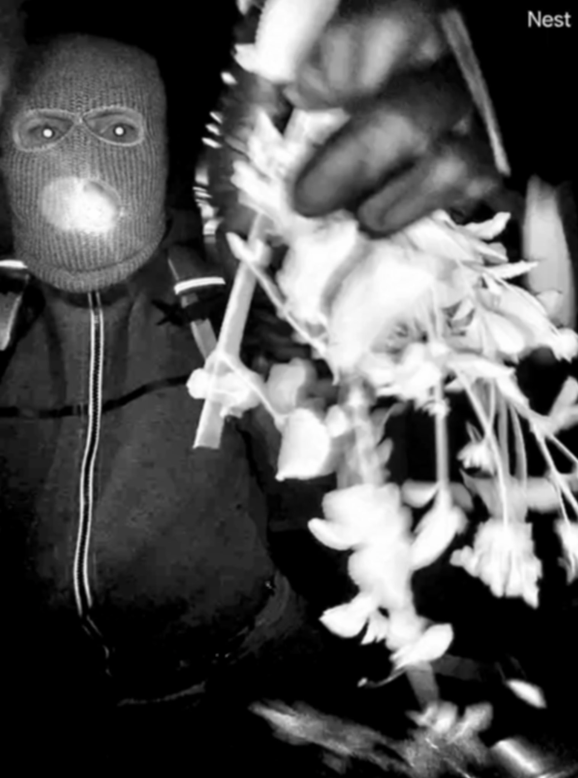 Newly released images of masked man at Nancy Guthrie's front door the night she disappeared