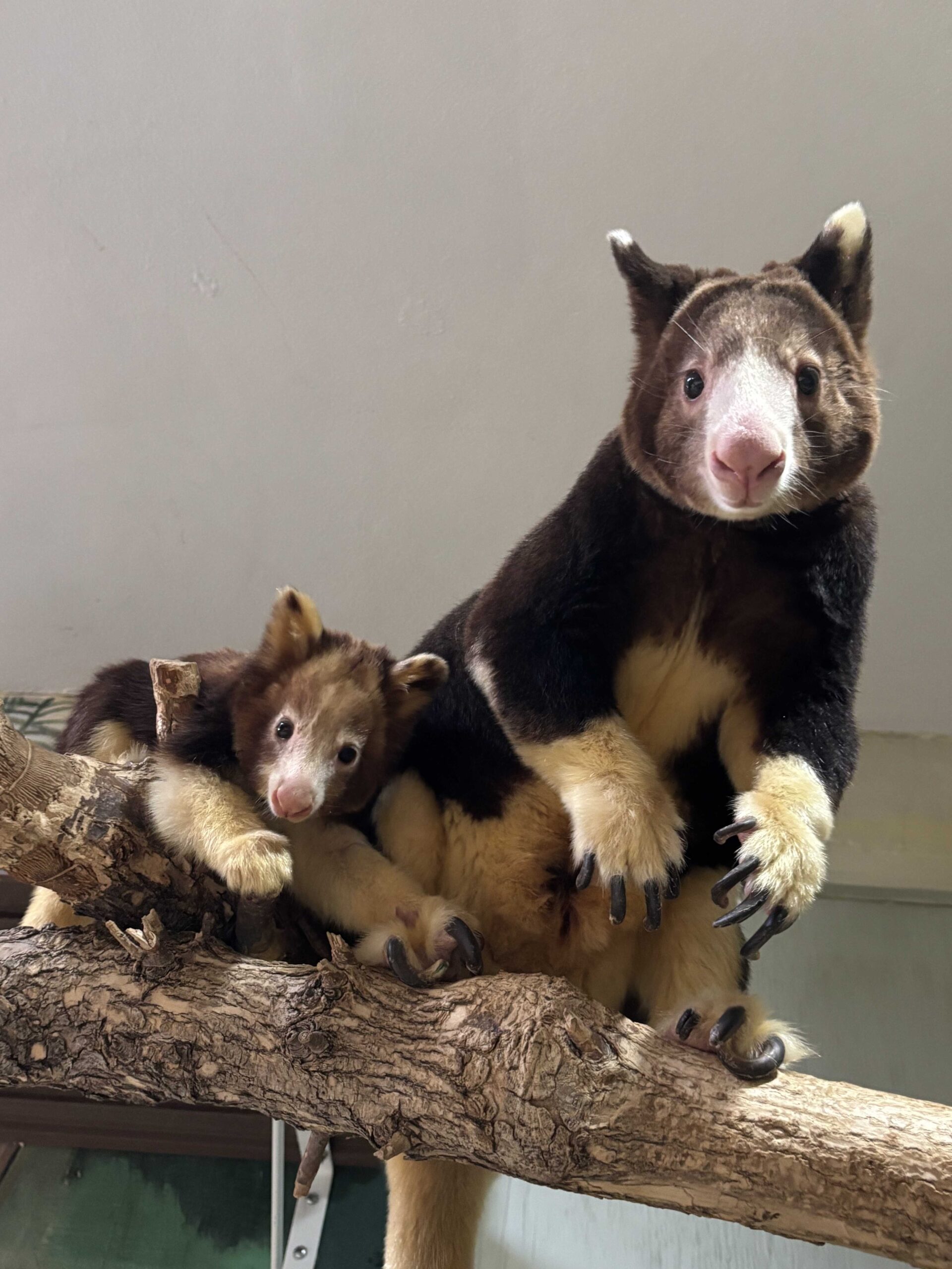 lincoln children's zoo names matschie's tree kangaroo samala