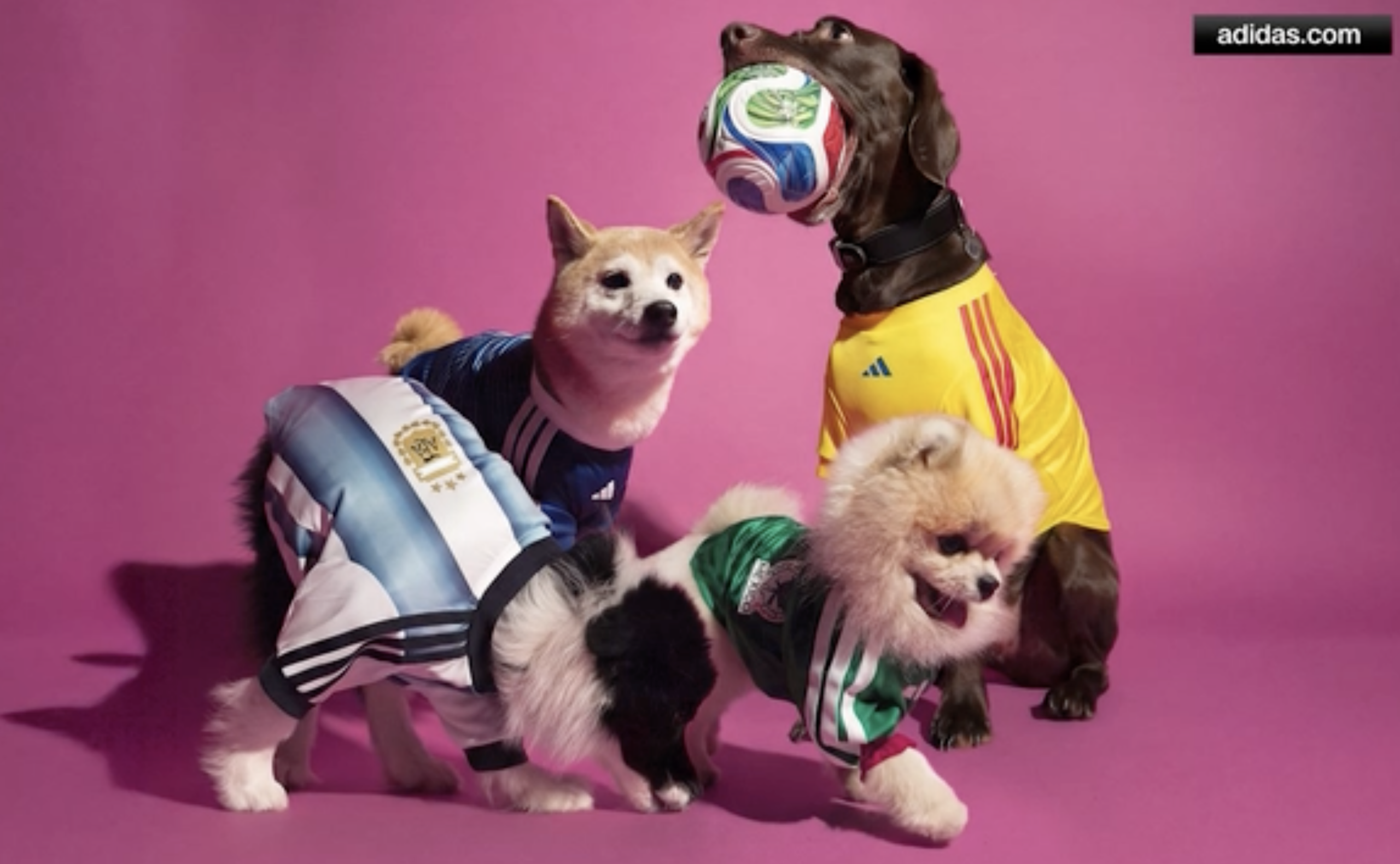 world cup pet jerseys