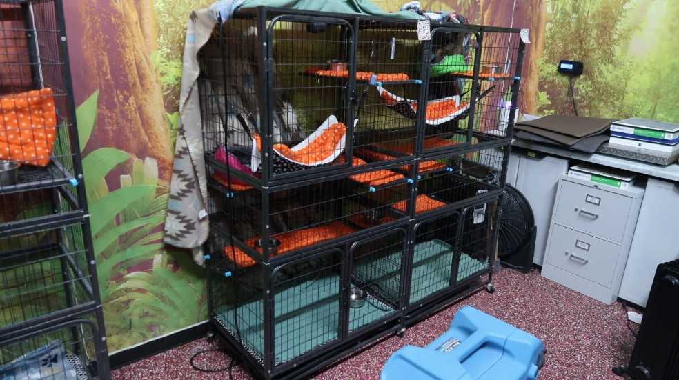 ﻿Sloths in cages at Florida warehouse