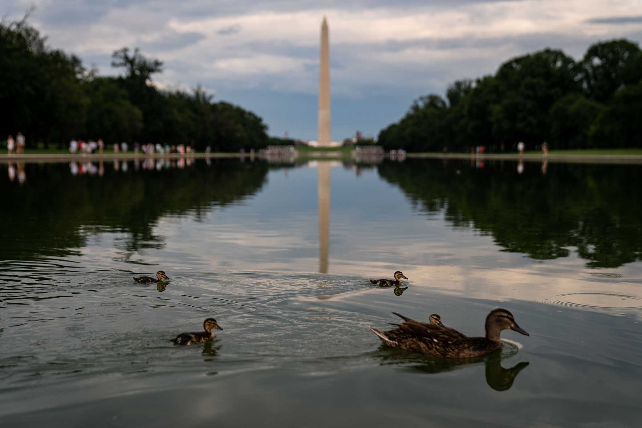 Ducklings follow an adult duck at the Lincoln Memorial Reflecting Pool on the National Mall on Monday, July 25, 2022, in Washington, DC.