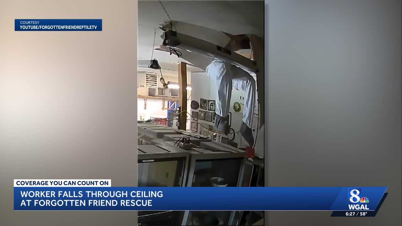 a worker repairing a roof leak at the forgotten friend reptile rescue in lancaster county fell through the ceiling into a room filled with snakes, turtles, and lizards.