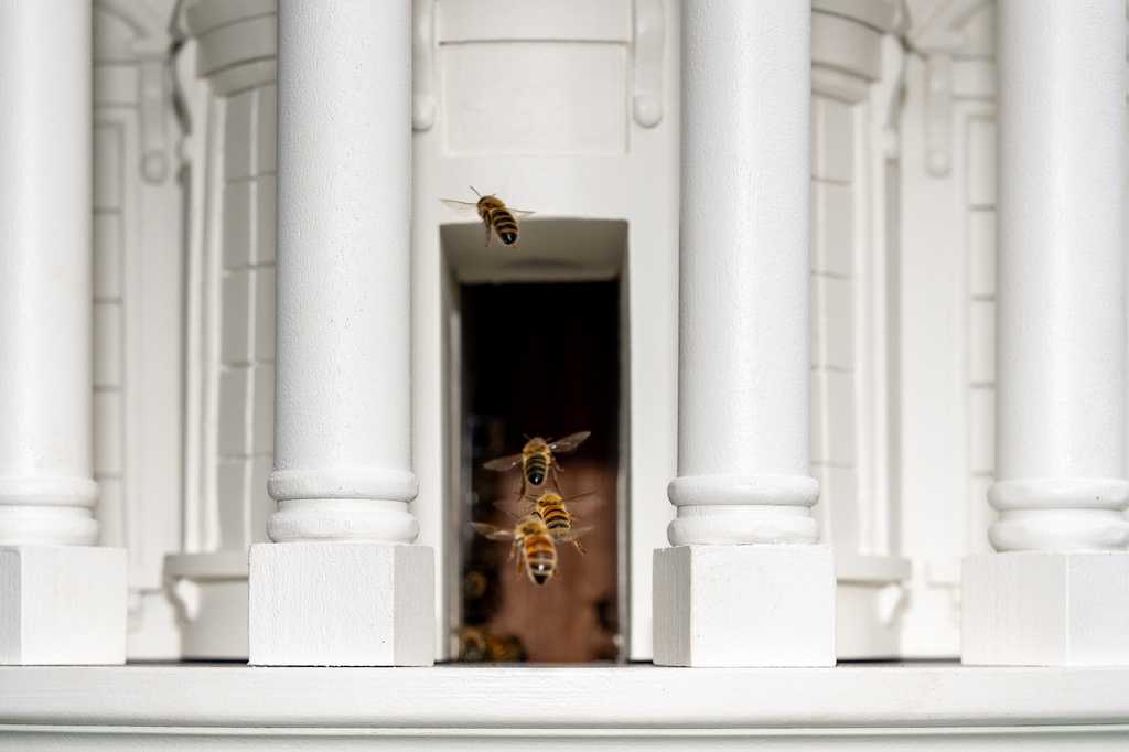 Bees fly through the door of a beehive crafted to look like the White House on the South Lawn of the White House, Friday, April 24, 2026, in Washington. (AP Photo/Alex Brandon)