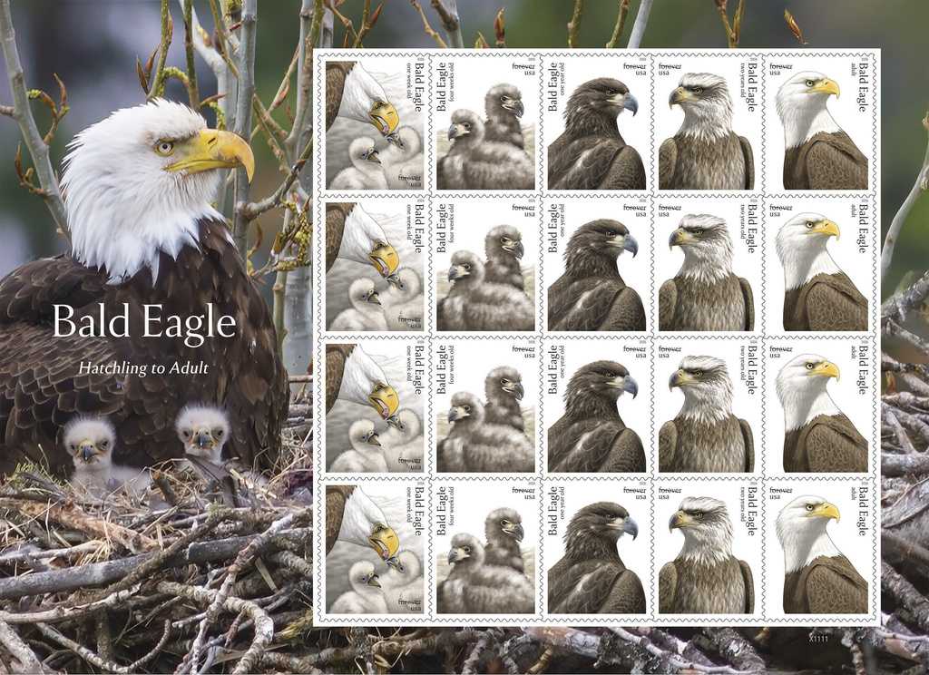 This image provided by the United States Postal Service shows bald eagle stamps being released Thursday, May 14, 2026, featuring five stages of eagle development, from hatchling to adult.