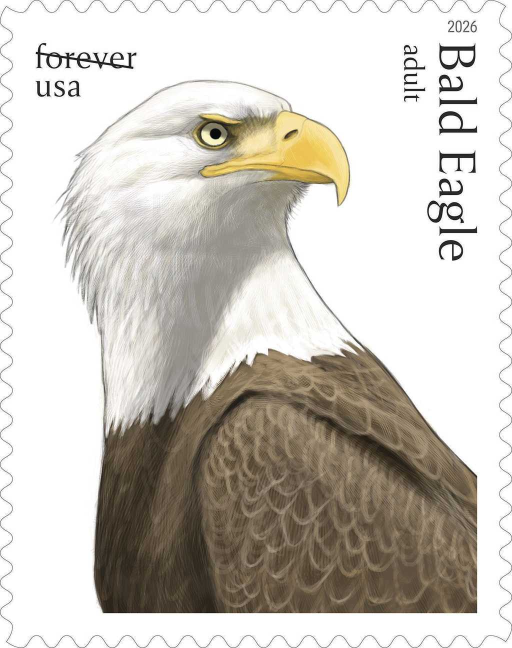 This image provided by the United States Postal Service shows a new stamp being released Thursday, May 14, 2026, featuring an adult bald eagle.