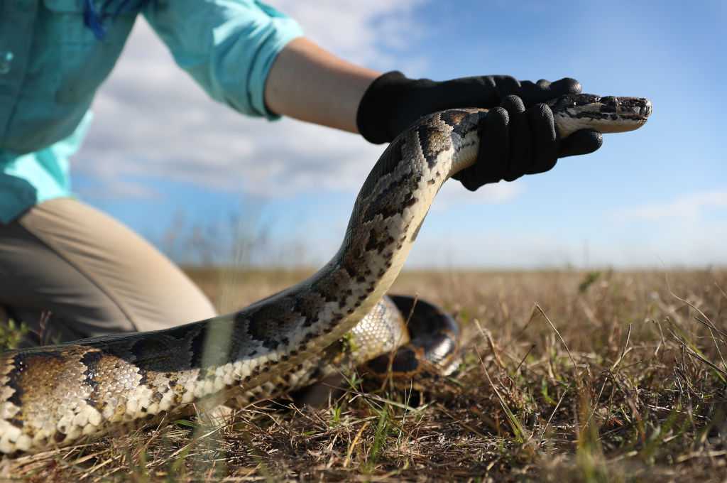 FORT LAUDERDALE, FLORIDA - MARCH 23: McKayla Spencer, with the Florida Fish and Wildlife Conservation as the Interagency Python Management Coordinator, works with a Burmese python used to train dogs to detect them in the Florida Everglades on March 23, 2021 in Fort Lauderdale, Florida. The Florida Fish and Wildlife Conservation Commission is using the dogs to sniff out Burmese pythons. A black lab named Truman and a point setter named Eleanor hunt five days a week with a dog handler and an FWC biologist to search for pythons on different public lands across south Florida. The FWC is implementing dog sniffing python hunters to help find and eliminate invasive Burmese pythons in the Everglades ecosystem.  (Photo by Joe Raedle/Getty Images)