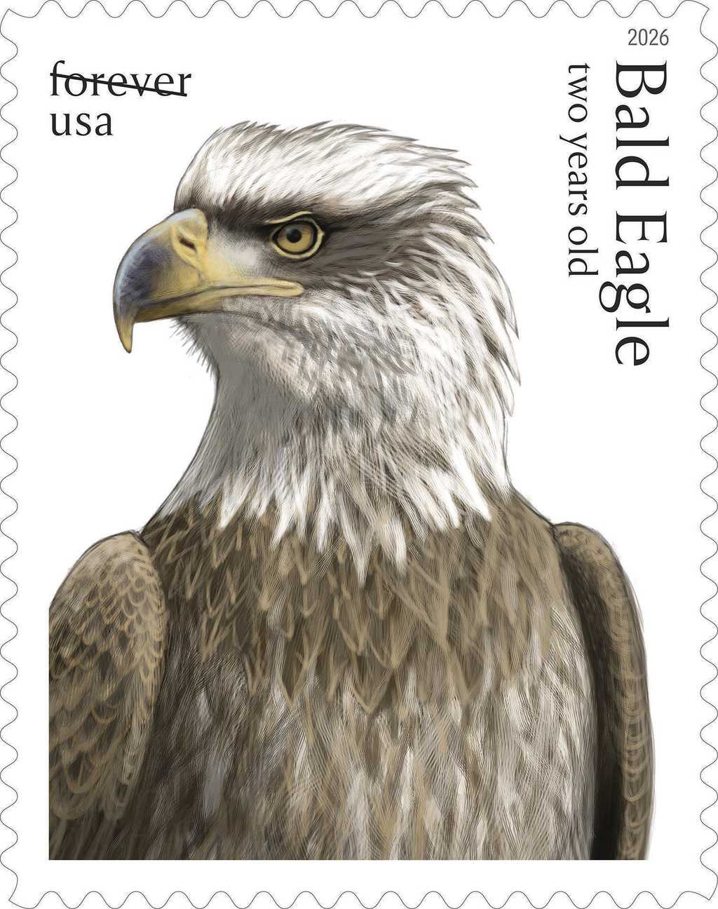 This image provided by the United States Postal Service shows a new stamp being released Thursday, May 14, 2026, featuring an immature adult bald eagle.