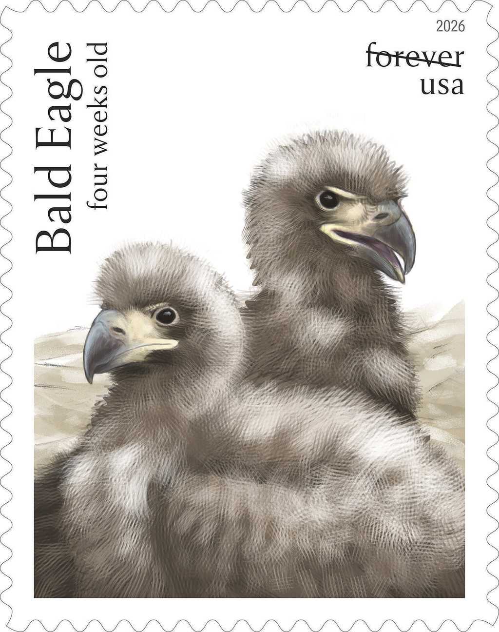 This image provided by the United States Postal Service shows a new bald eagle stamp being released Thursday, May 14, 2026, featuring two four-week-old eagles.