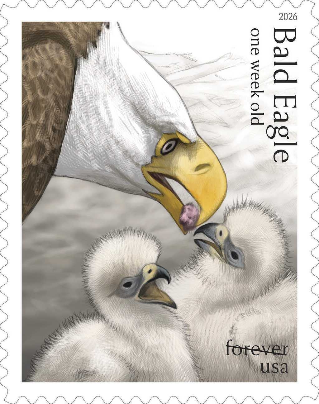 This image provided by the United States Postal Service shows a new bald eagle stamp being released Thursday, May 14, 2026, featuring two fuzzy hatchlings.